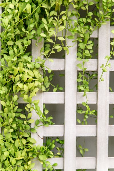Trellis Fence Mounting