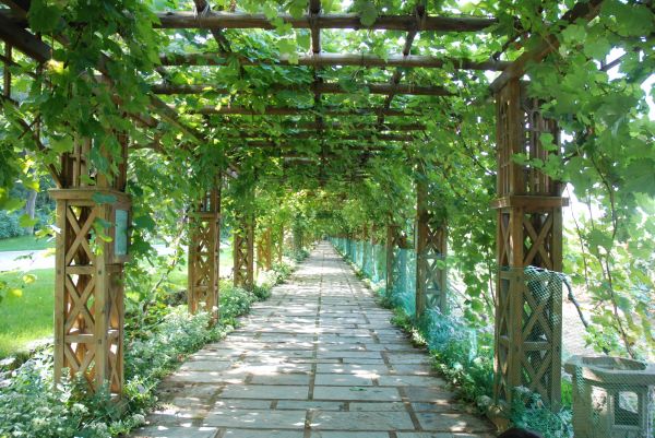 Grape Trellis Installation